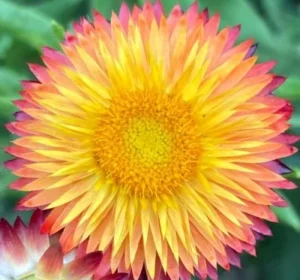 CARLINA ACANTHIPOLIA