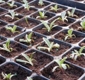 Germinación - Growly Biotech