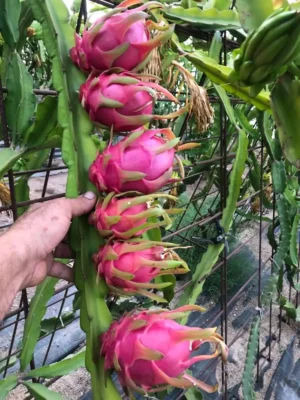 PITAHAYA - FLORACIÓN